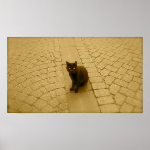 Zwarte kat in Sepia Poster
