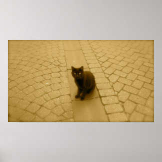 Zwarte kat in Sepia Poster
