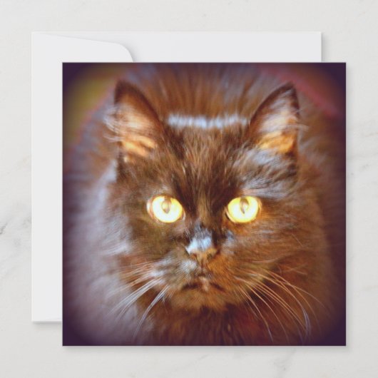 zwarte kat kaart (Voorkant)