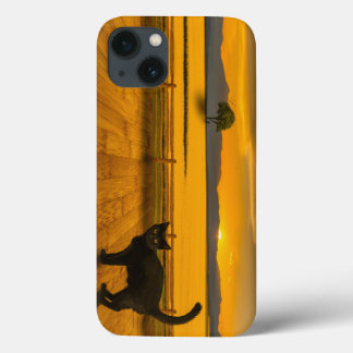 Zwarte Kat Landschap iPhone 13 Hoesje