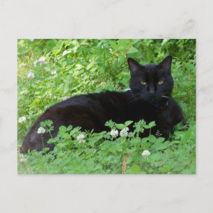Zwarte Kat Liggend in Klaver Kattenliefhebbers Briefkaart
