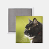 Zwarte kat magneet (Voorkant / Achterkant)