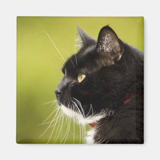 Zwarte kat magneet (Voorkant)
