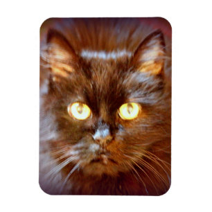 zwarte kat magneet