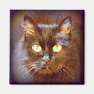 zwarte kat magneet