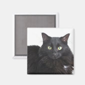 Zwarte kat magneet (Voorkant / Achterkant)