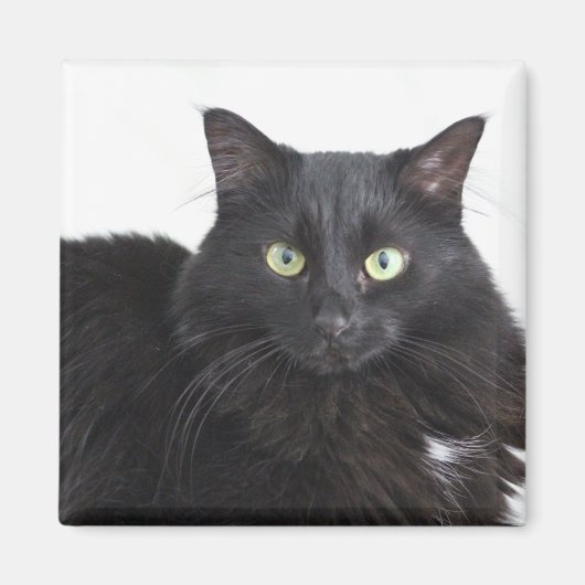 Zwarte kat magneet (Voorkant)