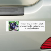 Zwarte kat met opvallende groene ogen bumpersticker (Op auto)