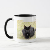Zwarte kat-Mok Mok (Links)