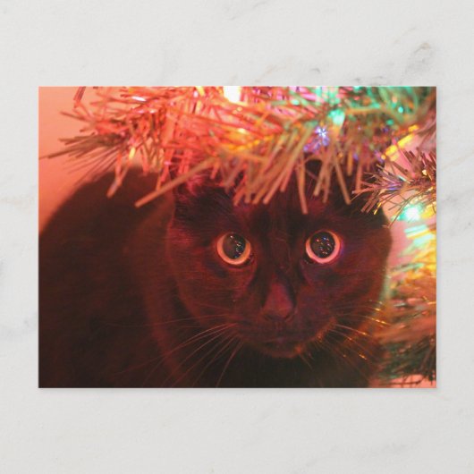 Zwarte kat onder het briefkaart Kerstmis (Voorkant)