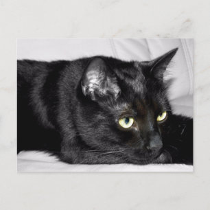 Zwarte kat portret briefkaart