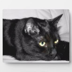 Zwarte kat portret fotoplaat