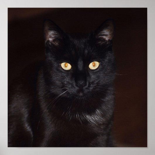 Zwarte kat poster (Voorkant)