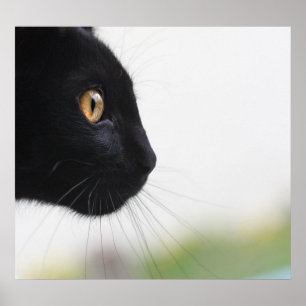 Zwarte kat poster