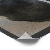 Zwarte kat poster (Hoek)