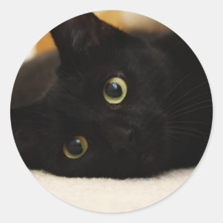 Zwarte kat ronde sticker