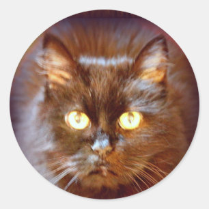 zwarte kat ronde sticker