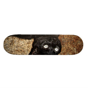 zwarte kat skateboard