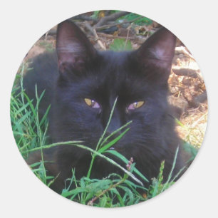 Zwarte kat stickers