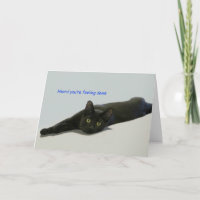 Zwarte kat verspreid over de vloer