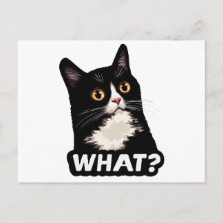 Zwarte Kat Wat? Briefkaart