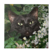 Zwarte kattegel tegeltje (Voorkant)