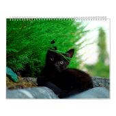 Zwarte katten & Kittens Cute Kitty Cat 2021 Kalender (Hoes)