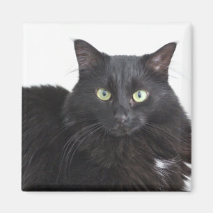 Zwarte kattenmagneet magneet
