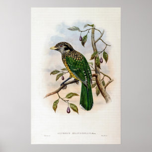 Zwarte kattenvogel van John Gould Poster