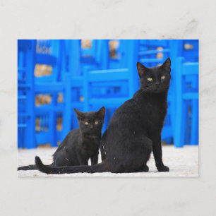 Zwarte kattenzwerver briefkaart