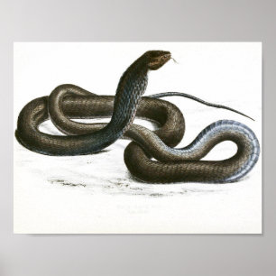  Zwarte King Cobra Art Poster