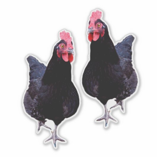 Zwarte kippen strut, sticker (Voorkant)