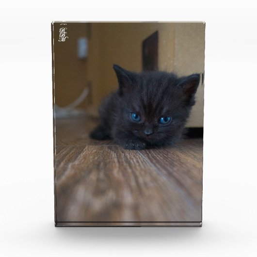 Zwarte Kitten Fotoblokken (Voorkant)