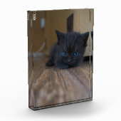 Zwarte Kitten Fotoblokken (Links)