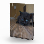 Zwarte Kitten Fotoblokken (Rechts)