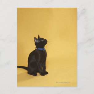Zwarte kitten in kraag briefkaart