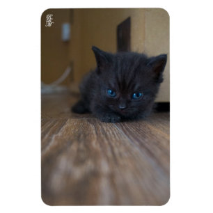Zwarte Kitten Magneet