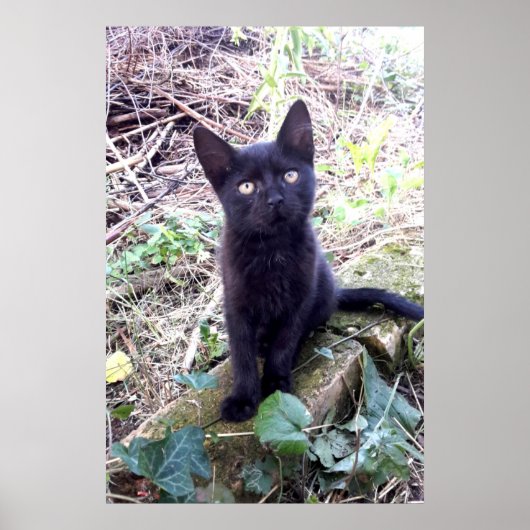 Zwarte Kitten Poster (Voorkant)