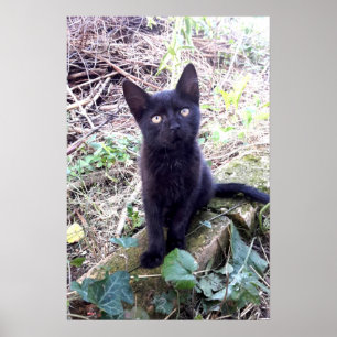 Zwarte Kitten Poster