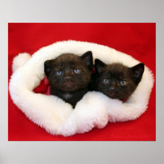 Zwarte kittens in het pet van Santa Poster