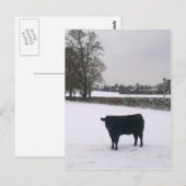 Zwarte Koe in sneeuwBriefkaart Briefkaart (Voorkant / Achterkant)