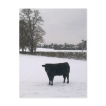 Zwarte Koe in sneeuwBriefkaart