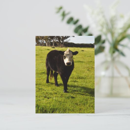 Zwarte Koe met wit gezicht en Mohawk, Briefkaart (Staand voorkant)