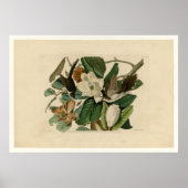 Zwarte koekoek poster (Voorkant)