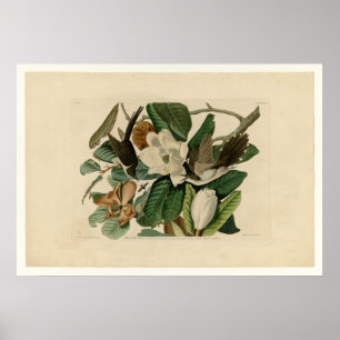 Zwarte koekoek poster