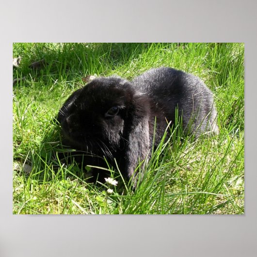 Zwarte konijn poster (Voorkant)