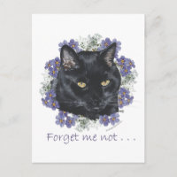 Zwarte Kortharige Kat Vergeet-Mij-Niet