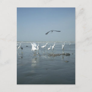 Zwarte kraai en witte kraanvogels: een contrast in briefkaart