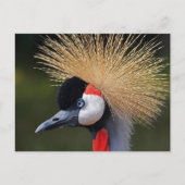 Zwarte kraan briefkaart (Voorkant)