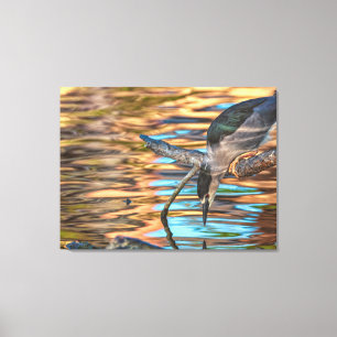Zwarte Kroon Nachtreiger Op Visvangst Canvas Afdruk